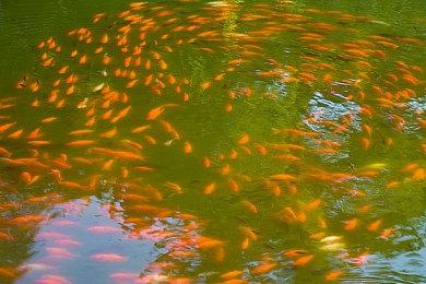 《街头霸王6》布兰卡主题曲 明年发售